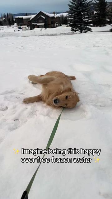@rigatoni_thegolden