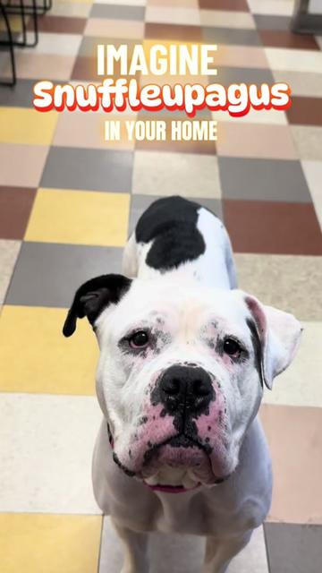 @PAWS