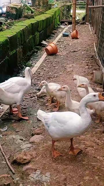 @Juragan Kambing