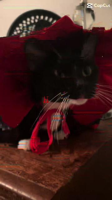 @Catlover313official