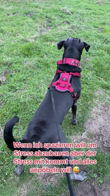 @Cane Corso Ayra 🐾