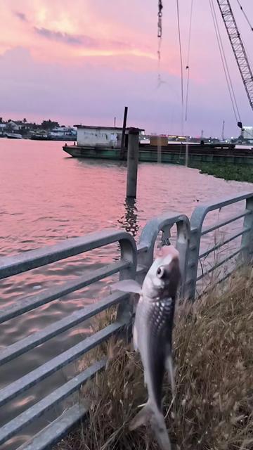 @Thợ Săn HuGo 🐟