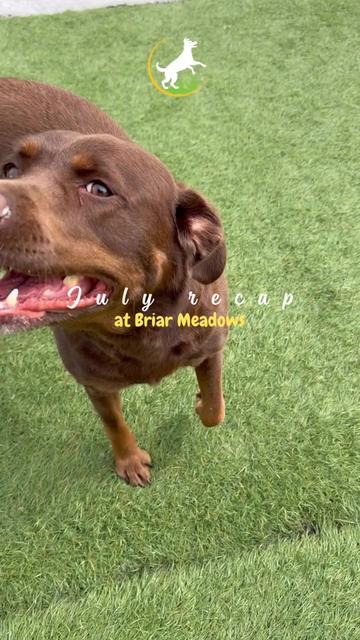 @briar.meadows