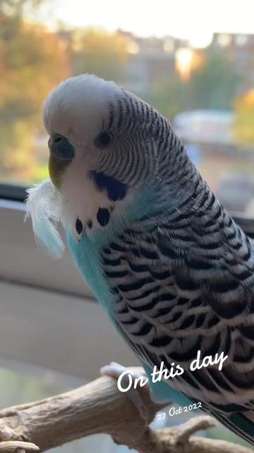 @Blu_the_budgie 🇹🇹