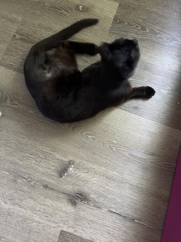 @dutch.vandercat