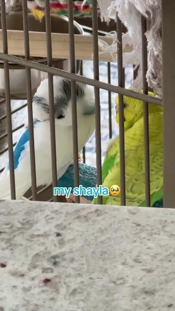 @The budgie trio