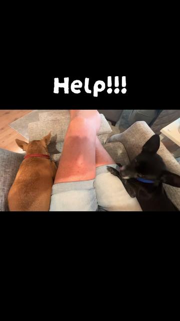 @LittleDog&Bogie