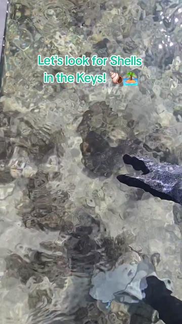 @The Seashell Mermaid ๐