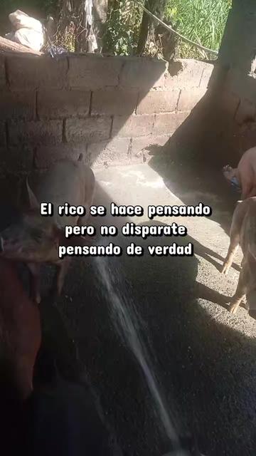 @La cubana Oficial