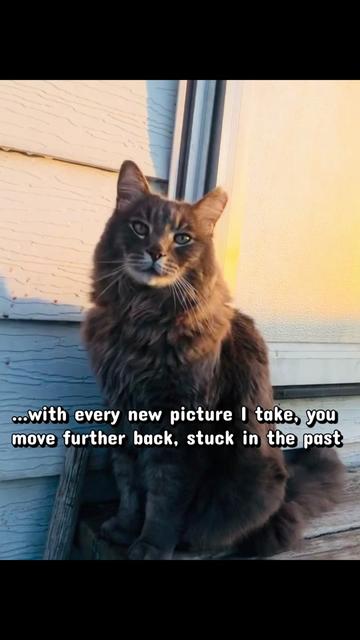 @meowdoe