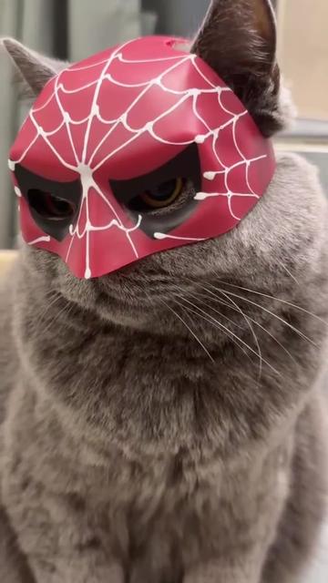 @Chonky World Of Cats