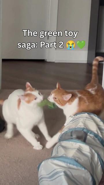 @One and a Half Orange Cats