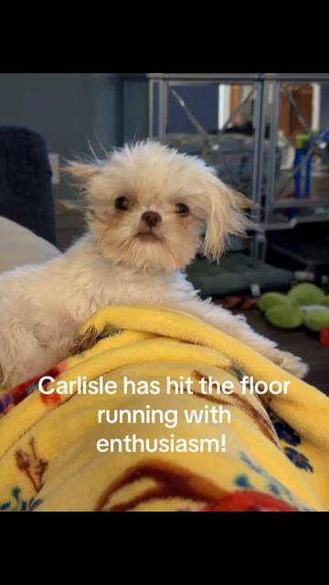 @Twilight Shih Tzu