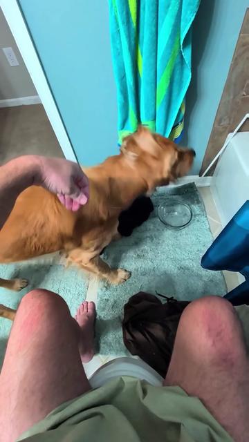 @Diarrhea Support Dog Training