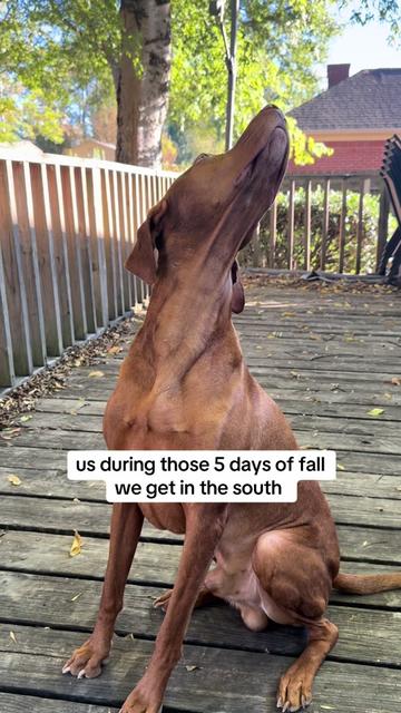 @Tycho the vizsla