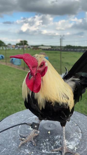 @TOTOKA GAMEFARM