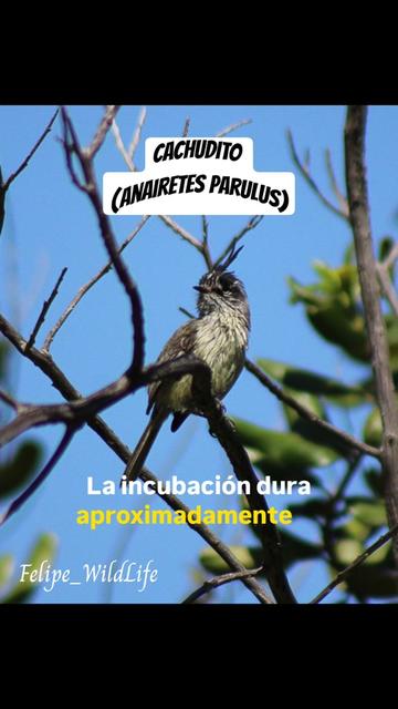 @Felipe_WildLife