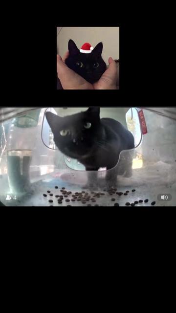 @purrrr