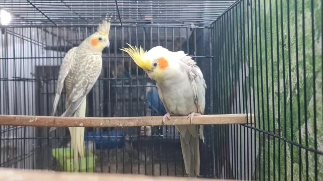 @ROYAL BIRD US