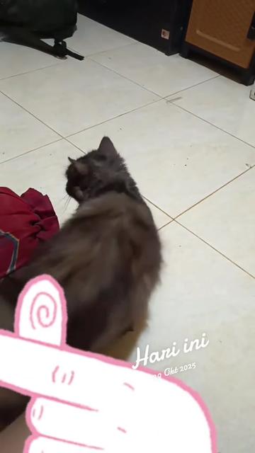 @Medayo Petcare