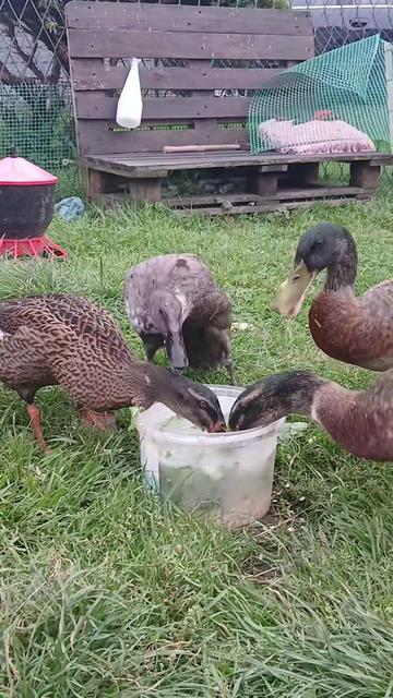 @Kaczogród u Milki🦆🦆🦆🦆