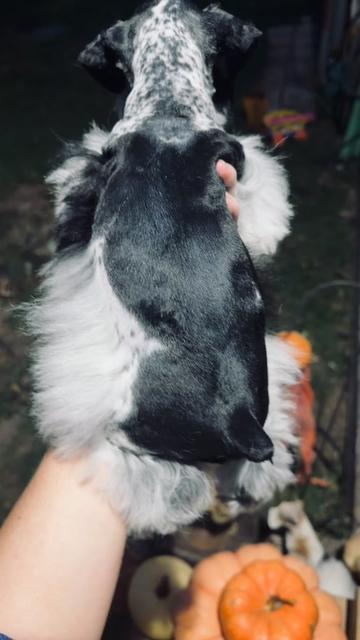 @Black Creek Kennels Schnauzers