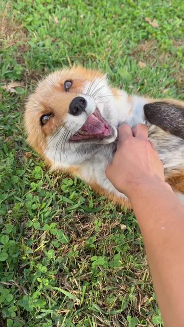 @saveafox