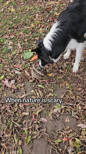 @Zedthebordercollie🇨🇦