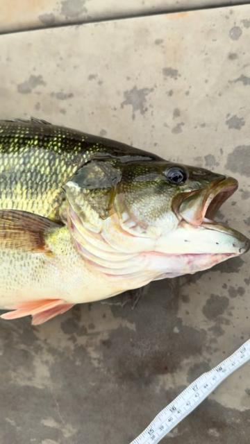 @Punkin Jigs