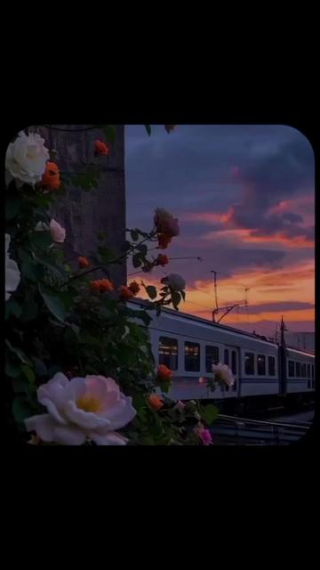 @Zayan_16🕊️