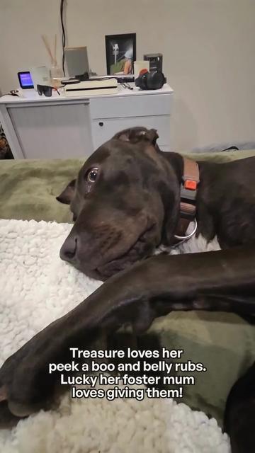 @Auckland Puppy Rescue