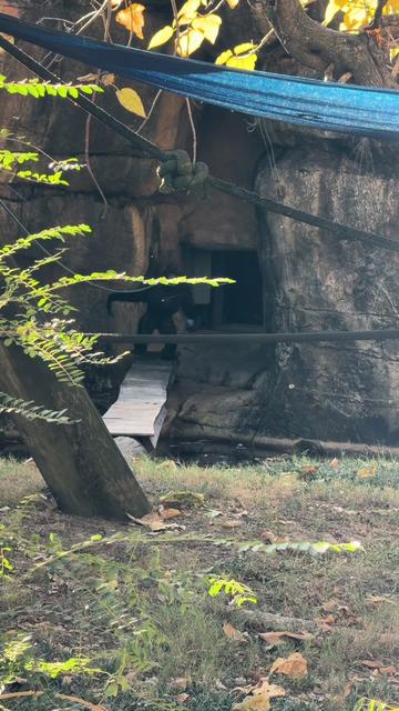 @memphiszoo