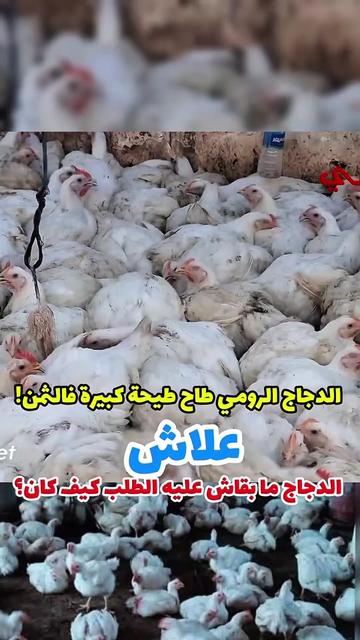 @الحــــــــــاج البيهي