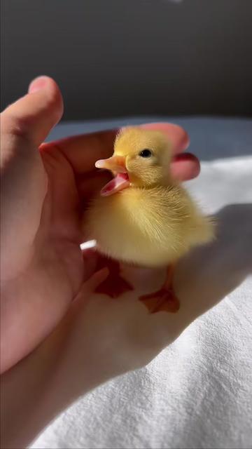 @ducks_in_space🪿🪿💦