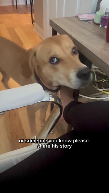 @Adopt a Pet