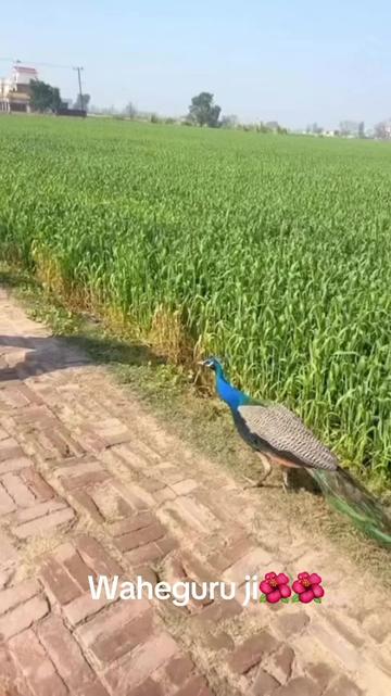 @ਮਿਨਹਾਸ ਰਾਜਪੂਤ