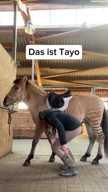 @Zorse Tayo & Svenja