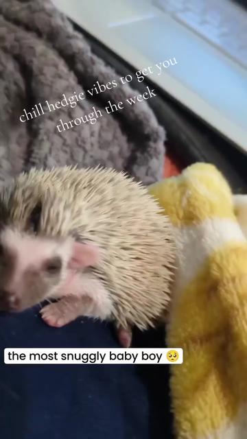 @hedgehogprecision