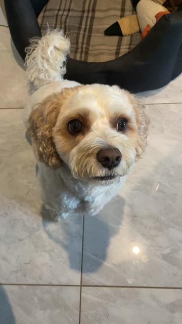 @My Cavachon