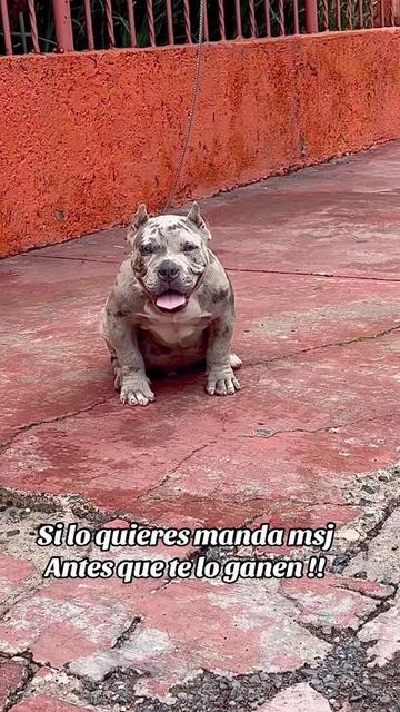 @Malandro Diamond