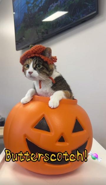 @The Fur Seasons Feline Rescue
