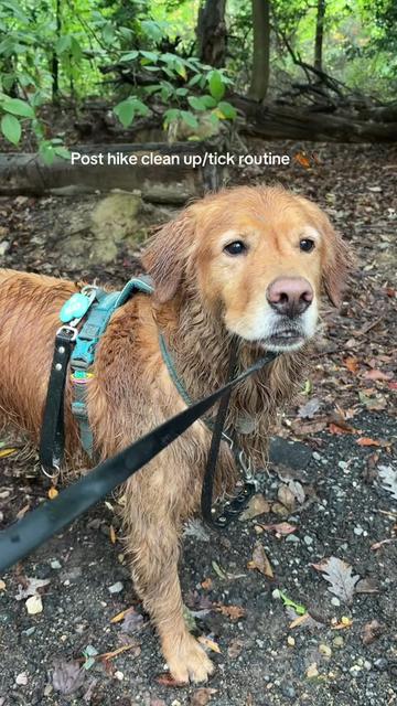 @Bentley the Spicy Golden🌶️