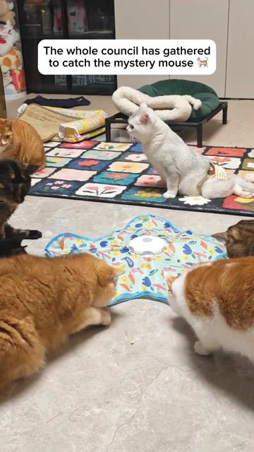 @Purrfect Oasis