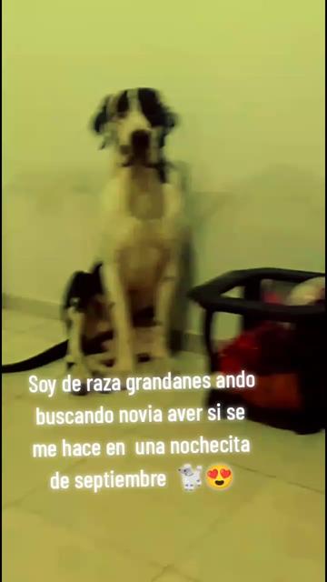 @roussquispe_oficial