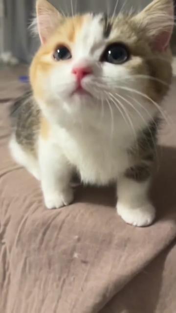 @ZoomieZoo