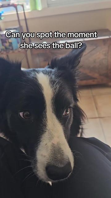 @Zedthebordercollie🇨🇦