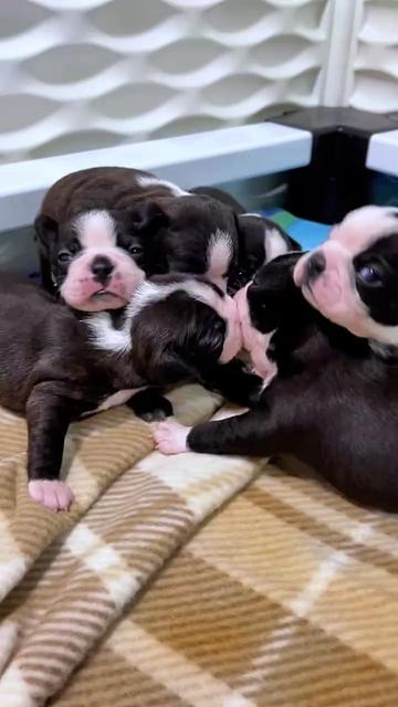 @Boston terrier puppies
