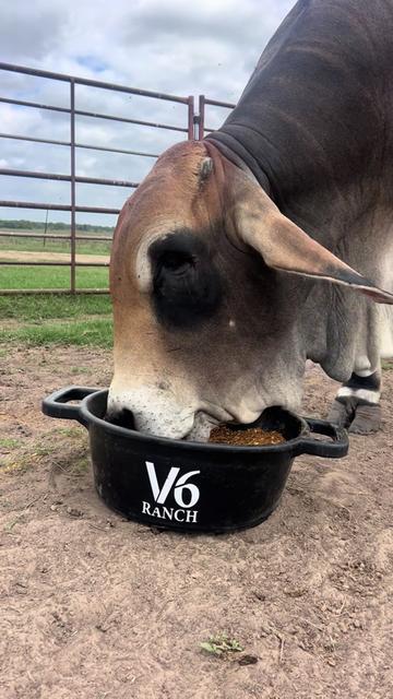 @The V6 Ranch