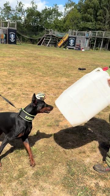 @protectiondobermanns