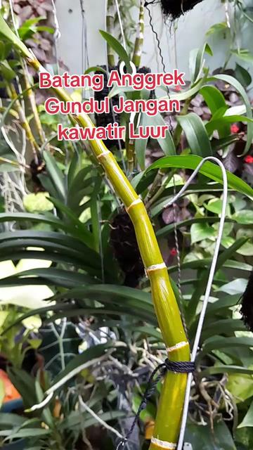 @Ambar healthy herbapedia